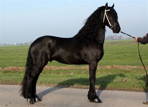 cavalli frisoni prezzo
